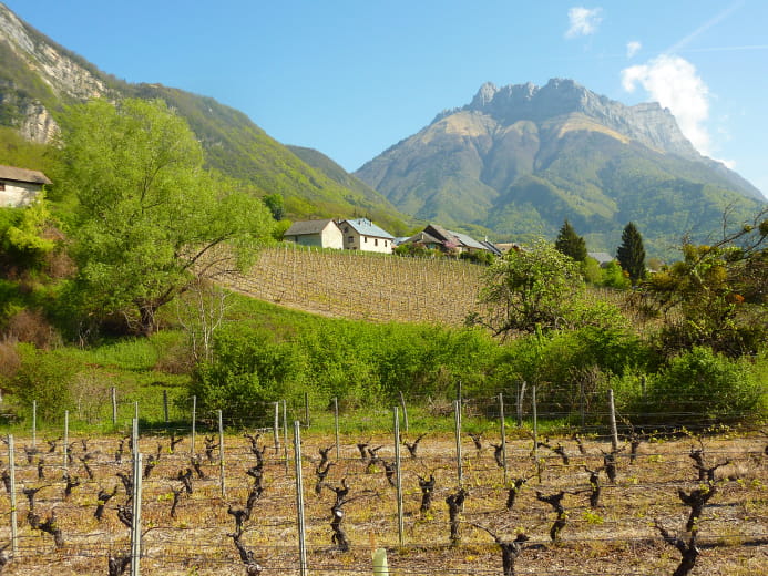 Promenade confort : Coteaux viticoles