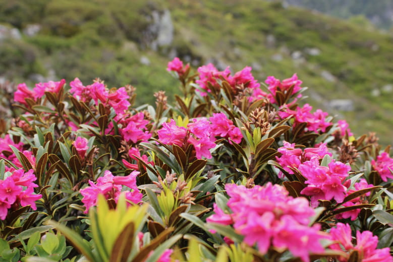 Rhododendron