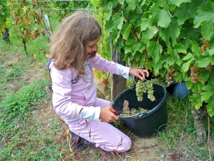 Domaine Aux Fruits de la treille