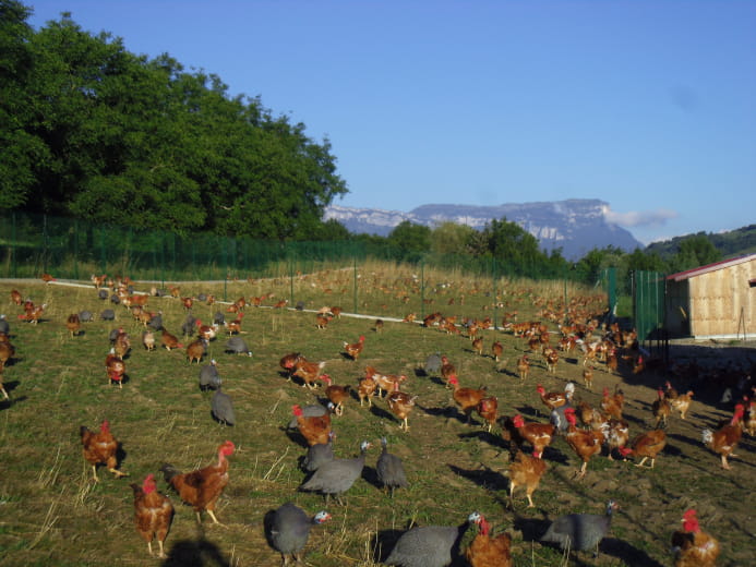 Volailles de la ferme de Champ Courbe