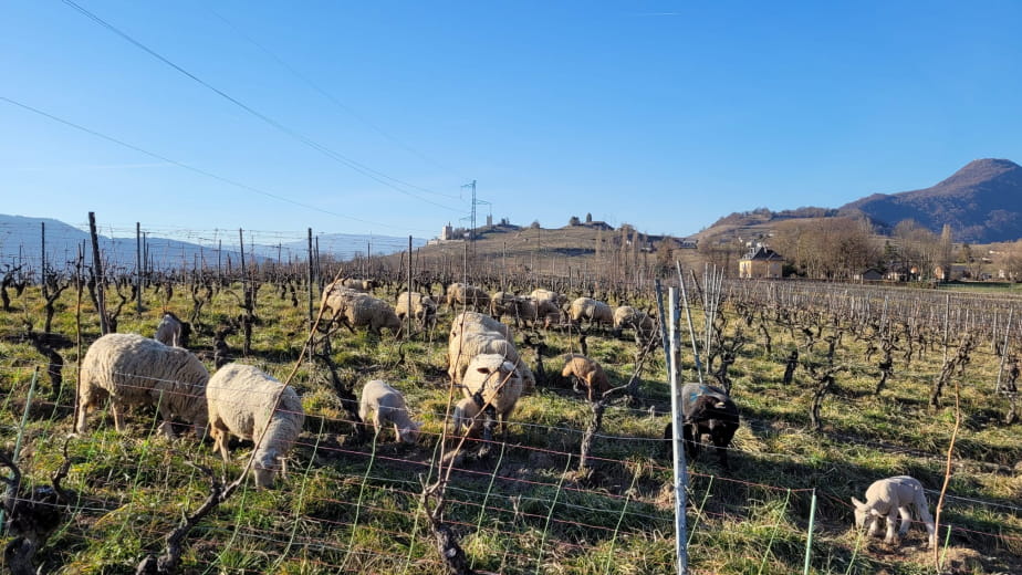 Domaine La Combe des Grand'Vignes