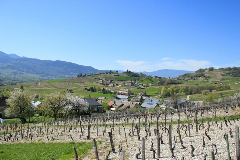 vignoble de chignin