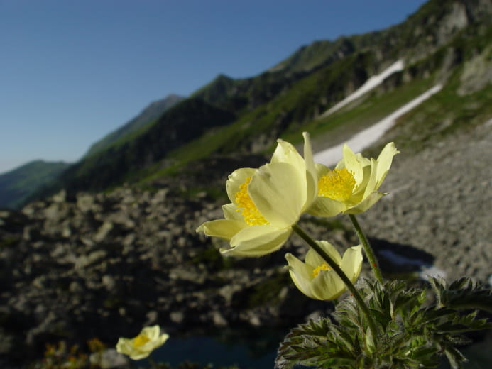 Anemones