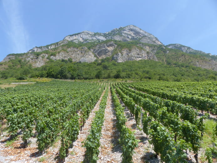 Une année du Vigneron