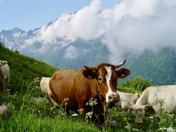 OT Coeur de Savoie