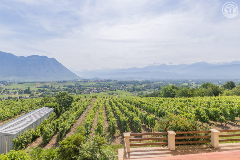 TERRES DE VIGNE